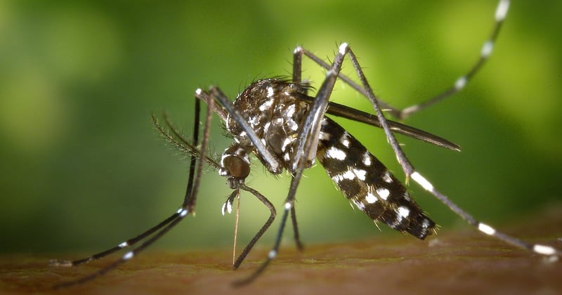 Dengue en Europe : la hausse des cas qui inquiète les experts